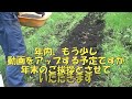 【家庭菜園】　15４　楽しい収穫　男爵編　おっちゃん日記