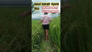 BATARI INDRA01 HYBRID RICE