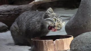 お肉を食べるマヌルネコの子供たち （上野動物園）Pallas's Cat Baby \u0026 Mother Feeding Time