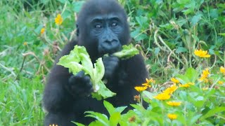 小金剛Ringo食物大豐收🦍👶🏻Little gorilla Ringo found a lot of food