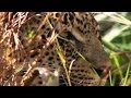 Watch an Elephant Try to Shake a Leopard Out of a Tree