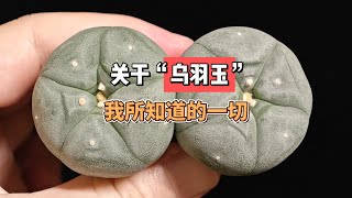 关于“乌羽玉”，我所知道的一切