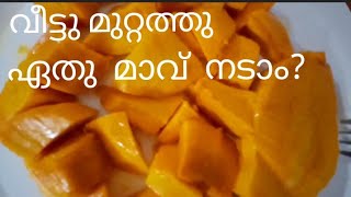 SINDOORAM MANGO# SINDOORI# മുറ്റത്തു നടാൻ പറ്റിയ മാവ് # സിന്ദൂരം മാങ്ങ  # minees world