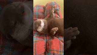 寝転んだまま動かなくなるカワウソOtter can't move while lying down#shorts