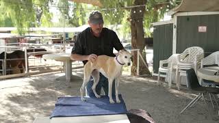 Beyond Dog Massage - Movement Techniques