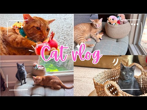 Cat Vlog A New Day In The Life Of Our Cute Cats Cat Vlog Cat Kitten