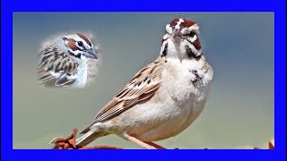 Lark Sparrow Singing! Lark Sparrow Calling! Sound! - Gorrión Arlequín Canto - Chondestes Grammacus