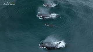 RARE Offshore Killer Whales