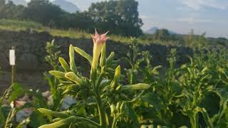 葉たばこ農家って、どがん作業ばしよると？😃🚬💨たばこの花はピンク色💠