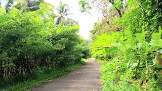 50 സെന്റ് സ്ഥലം വീട്‌ പണിയാം ഒന്ന് കണ്ടു നോക്ക് land for sale I 24 kerala properties I 481