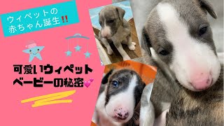 ウィペット誕生‼️可愛いウィペットベビーの秘密💕【ウィペット】【仔犬】【ブリーダー】