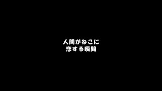 【おここ】人間がねこに恋する瞬間【サイベリアン】