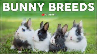 The Top 10 Most Popular Bunny Breeds