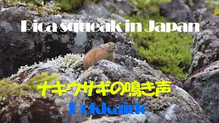 ナキウサギの鳴き声 Pika squeak in Japan