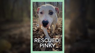 Pinky’s New Coat \u0026 Fresh Start Thanks to PETA Fieldworkers