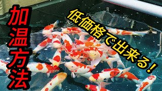 『加温』冬場でも餌をあげたい！私が実践している方法を紹介致します！#錦鯉#koi #nishikigoi#アクアリウム #水槽加温