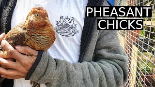 I Hatched Golden Pheasant CHICKS | 100 Days of Farming (Day 60)