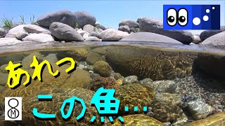 【水辺潜入】ヤマメも棲む清流、あれっ、この魚は・・・？