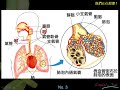 10601高一基礎生物3 3 01人體的呼吸系統一公