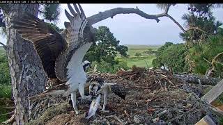 Failed Fish Delivery For Fledgling At Savannah Nest – June 19, 2021