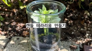 필화 [원예체험키트] 캔들 테라리움키트 참고영상