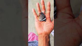 #butterflyfish #rescue #fish life #sea life #marine fish #sea #released