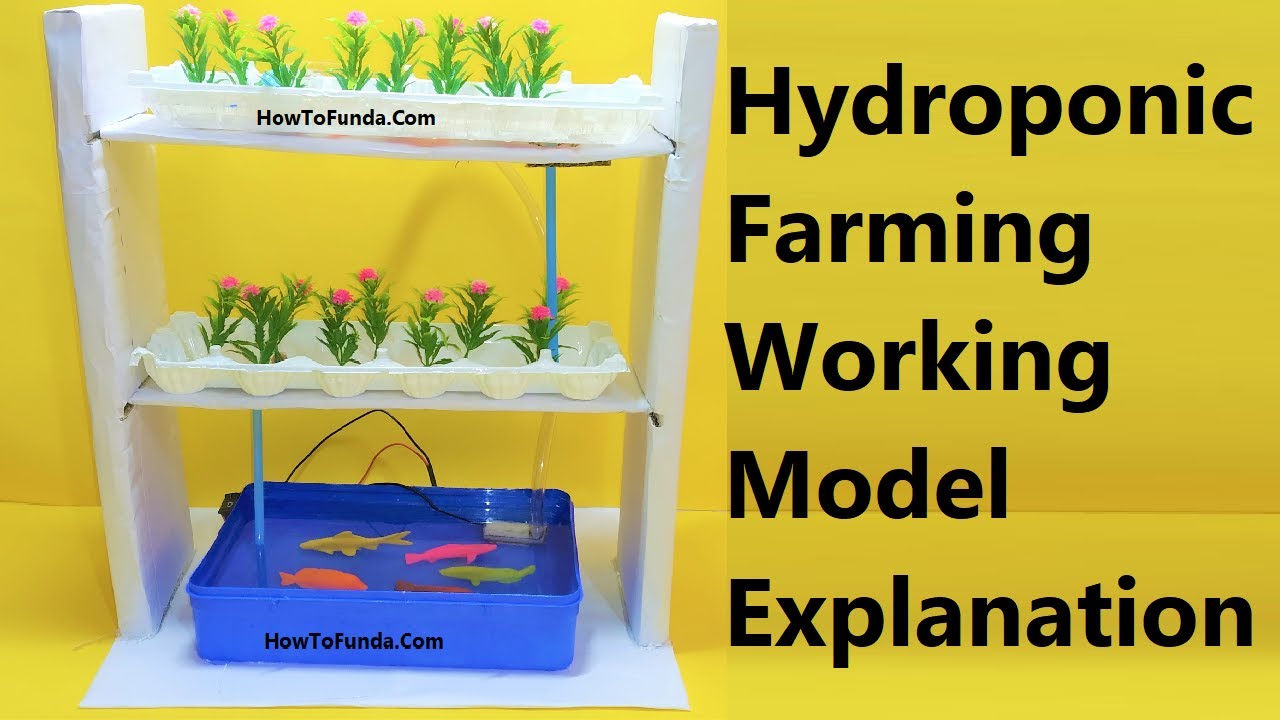 Hydroponic Farming Science Project Explanation In English | Howtofunda ...