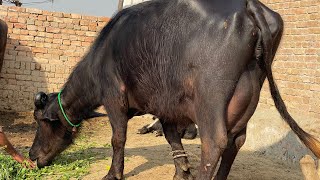 Pure Nilli high milking buffalo for sale in Punjab Pakistan on YouTube 31/01/2025￼