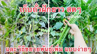 เก็บถั่วฝักยาว สดๆ และ วิธีขยายพันธุ์เพิ่ม แบบง่ายๆ (Ep.162)Rose Aesthete|De Kooter Garden