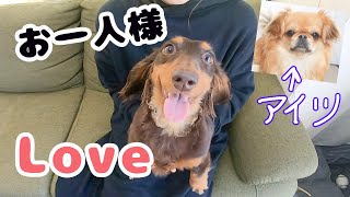 アイツの居ぬ間にあざとさ全開でポイント稼ぎする犬【ミニチュアダックスフンド】【ペキニーズチワワmix】【多頭飼い】