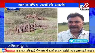 Junagadh: Panchala cattle breeders worried over illegal tree cutting in Gochar land| TV9News