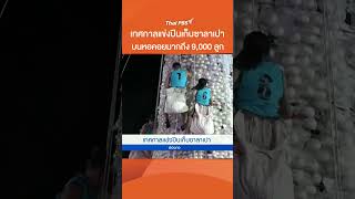 เทศกาลแข่งปีนเก็บซาลาเปา #ThaiPBS #ข่าวไทยพีบีเอส #ข่าวที่คุณวางใจ