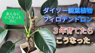 【ダイソー観葉植物】フィロデンドロンの3年後　剪定の仕方