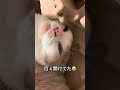 すやすや寝てると思ったら目ぇ開けててw season2 cat スコティッシュフォールド 猫のいる暮らし ねこ すやすや 睡眠 猫のいる生活 猫好きさんと繋がりたい