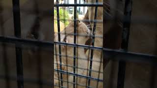 緩春🌸③ホワイトライオン・白獅子・リズムちゃん・沖縄こどもの国・・・White_Lion・Okinawa Zoo \u0026 Museum(20230323)