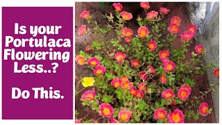 7 Tips to increase Portulaca Flowering | പത്തുമണി ചെടിയിൽ നിറയെ പൂവിടാൻ 7 കാര്യങ്ങൾ