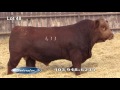 soderglen ranch 2017 select sale lot 48 red simmental