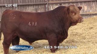 Soderglen Ranch 2017 Select Sale Lot 48 Red Simmental