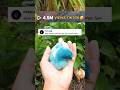 4,5 Views🥰, ayam warna warni  kalian cepat mati? tips memelihara ayam warna warni #ayamwarnawarni