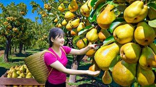 Harvesting Rare AVOCADO Hybrid PEAR - Cooking Giant PEAR Cake| Great Recipes in Village Life