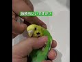 【セキセイインコ】飼い主にマッサージされるインコ ♯shorts ♯インコ ♯budgerigar