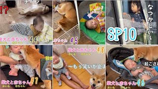 【おいもと坊っちゃんの日常#SP10 】　柴犬と赤ちゃん　過去総集編〜 🐕✨👶🏻