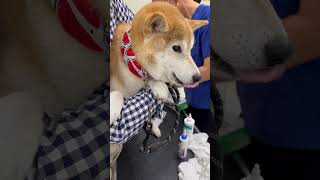 ペットクリニックにて肛門腺絞りをやってもらう柴犬マメ