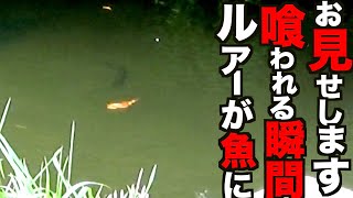 【神回バス釣り動画】ビッグベイトがボコボコに襲われまくる瞬間をお見せします！