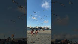 Feeding seagulls at Galveston Beach TX- මුහුදු කුරුල්ලන්ට කෑම |Sinhala Vlog .PABAපබා #shorts