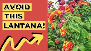 The PROBLEM with LANTANA - I won't plant this variety of LANTANA in my garden #lantana