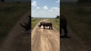 The White Rhinos on the Road | Wilderness Series