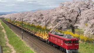 桜並木の満開と運転日が重なった、東北本線のED75牽引ロングレール輸送工事臨時列車（ロングレールチキ工臨） Tohoku Line,Miyagi pref,Japan