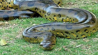 Top 10 Biggest Snakes Ever Found In The World | Titanoboa | 2020 | Biggest Snakes To Ever Exist