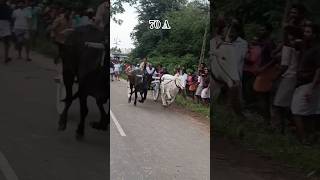 70-A Dam show trail @Racklasambavangal #rekla #cow #recklarace #bull #sunday #trending #kangayam